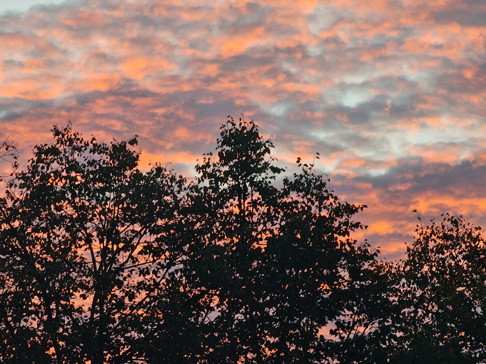 Orange and grey sunset clouds behind silhouetted treetops