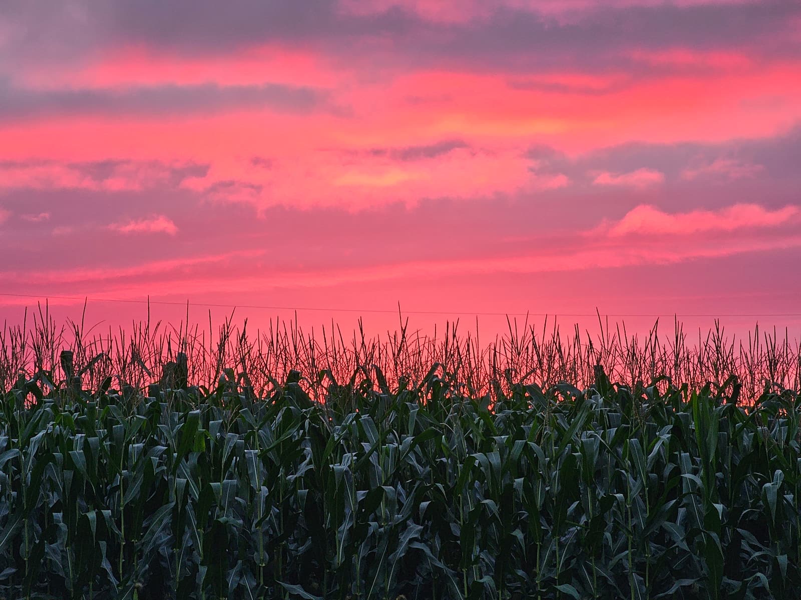 A pink and magenta sunset burning over a corn field