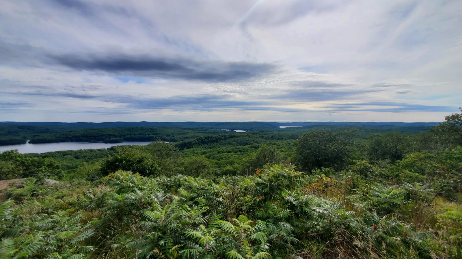 A lookout over forested hills and a lake, ferns in the foreground under a wide cloudy sky